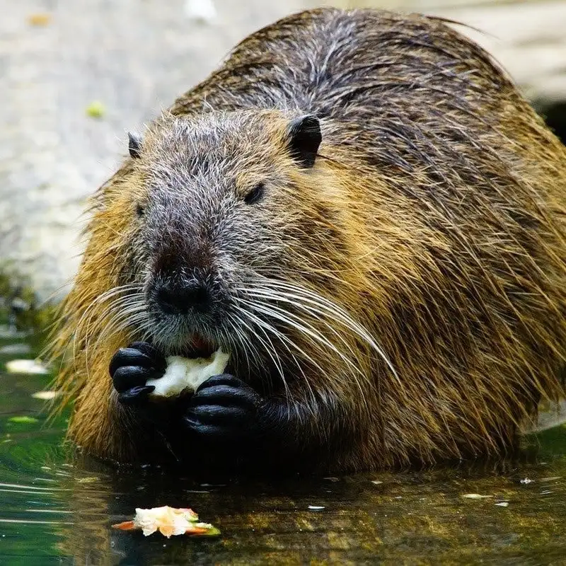 Beaver