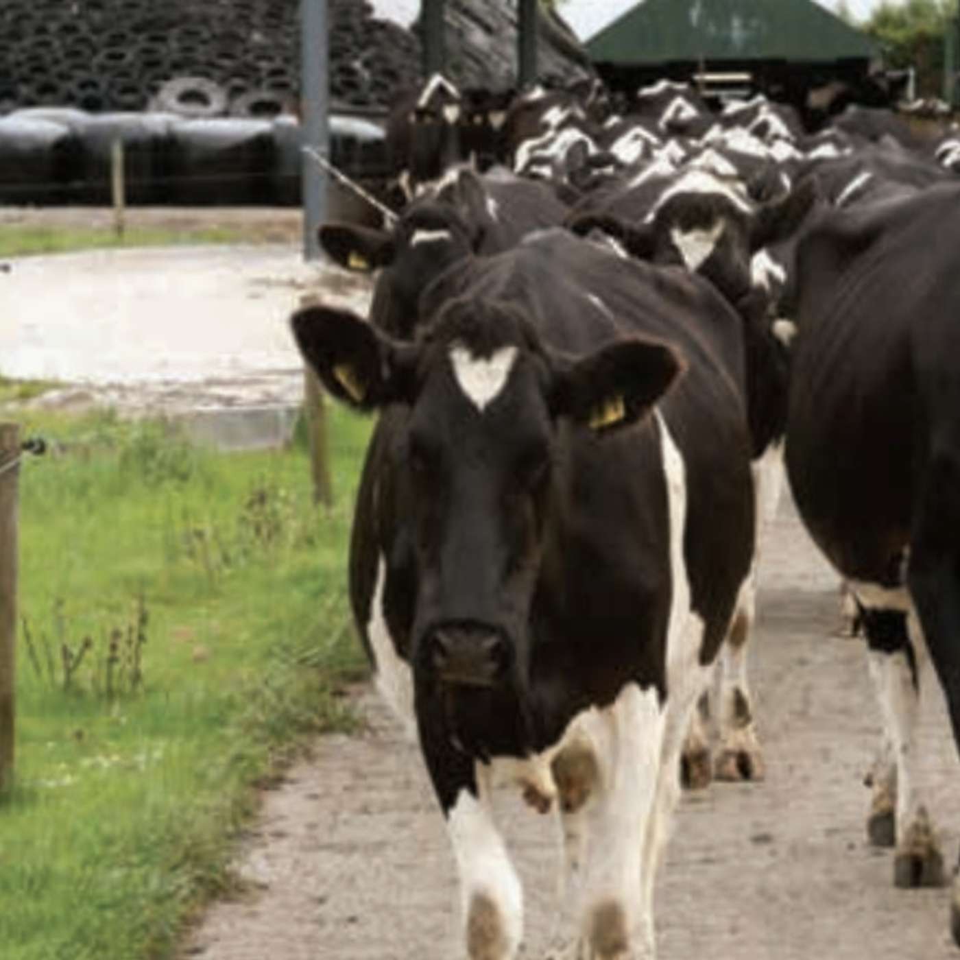 Understanding, reducing and treating lameness in cows