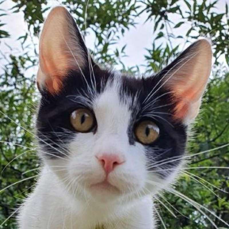 Matias Capeletto (patak)