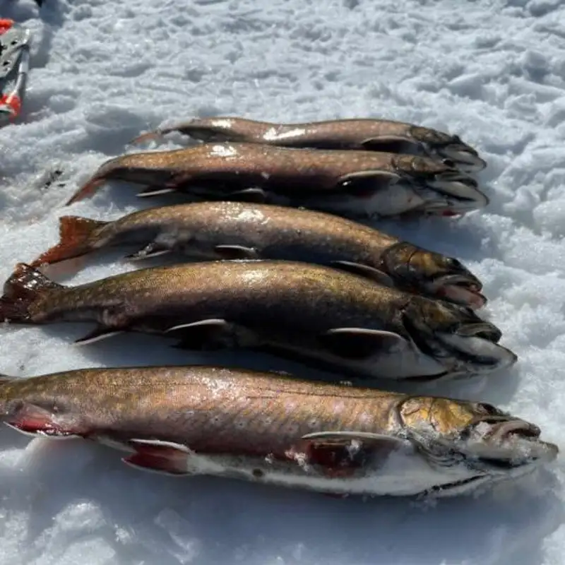 Trout Season Comes To An End & Duluth Resident Finishes Iditarod On Fat Bike