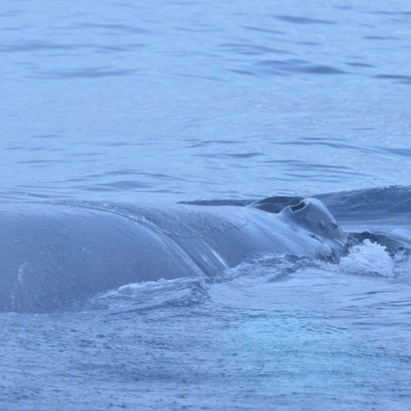 В Заполярье хотят защищать китов