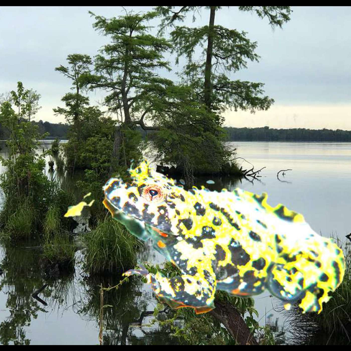 ClimateCast - coasts, former industrial lands and wetlands experiencing climate change and biodiversity loss ClimateCast - coasts, former industrial lands and wetlands experiencing climate change and biodiversity loss