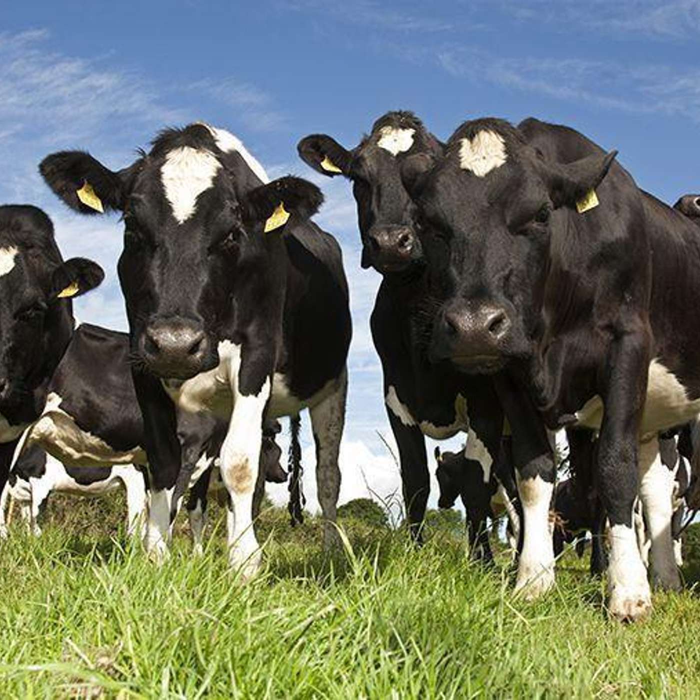 Is contract rearing for you?