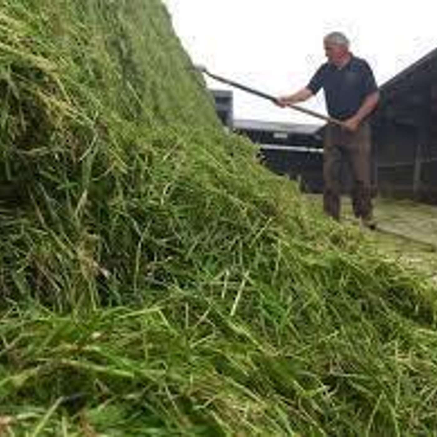 Striking the balance between silage quality and quantity