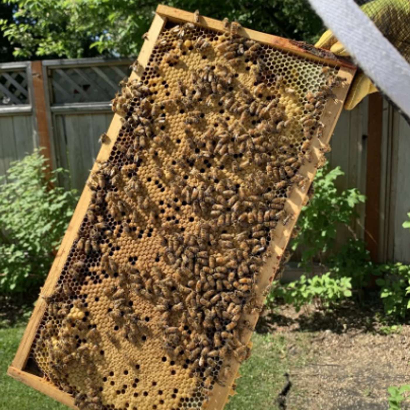 Ag Matters: Tim Huffman, Midnight Sun Beekeepers Club episode artwork