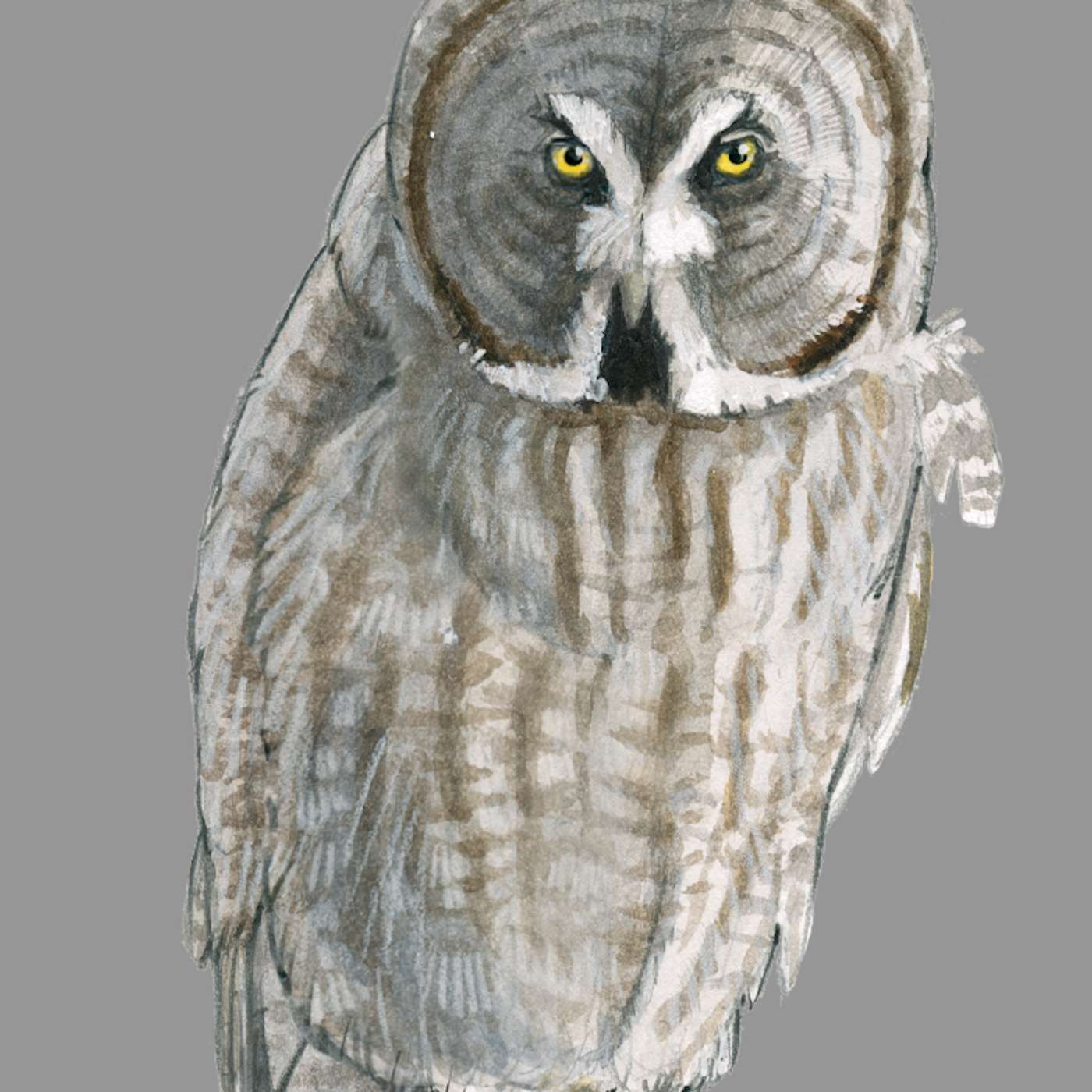 Great Gray Owl