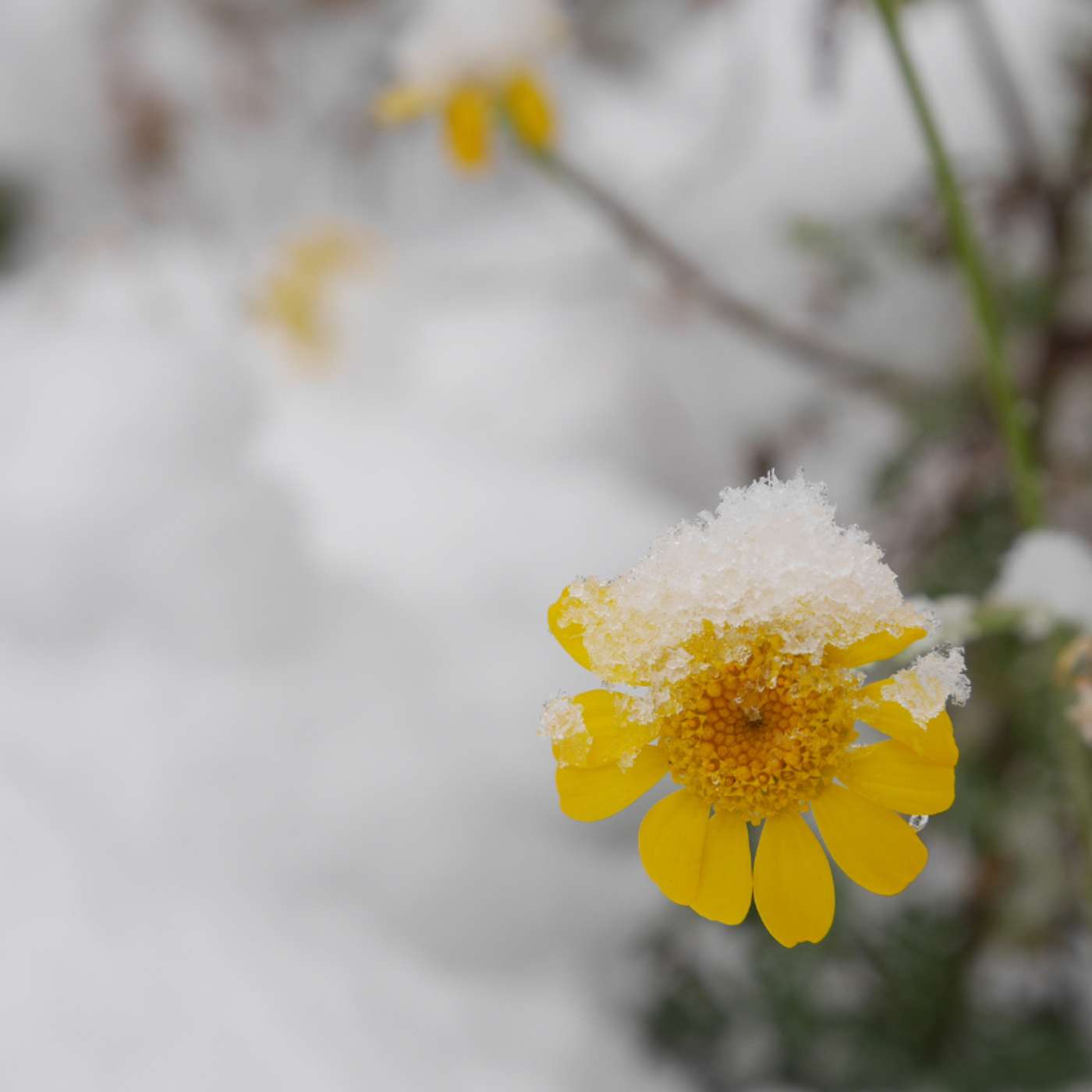 Karmels hage på St Rita Radio