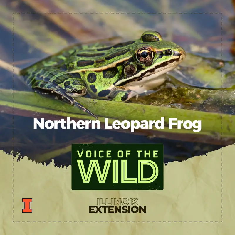 Episode 98: Northern Leopard Frog – Voice of the Wild