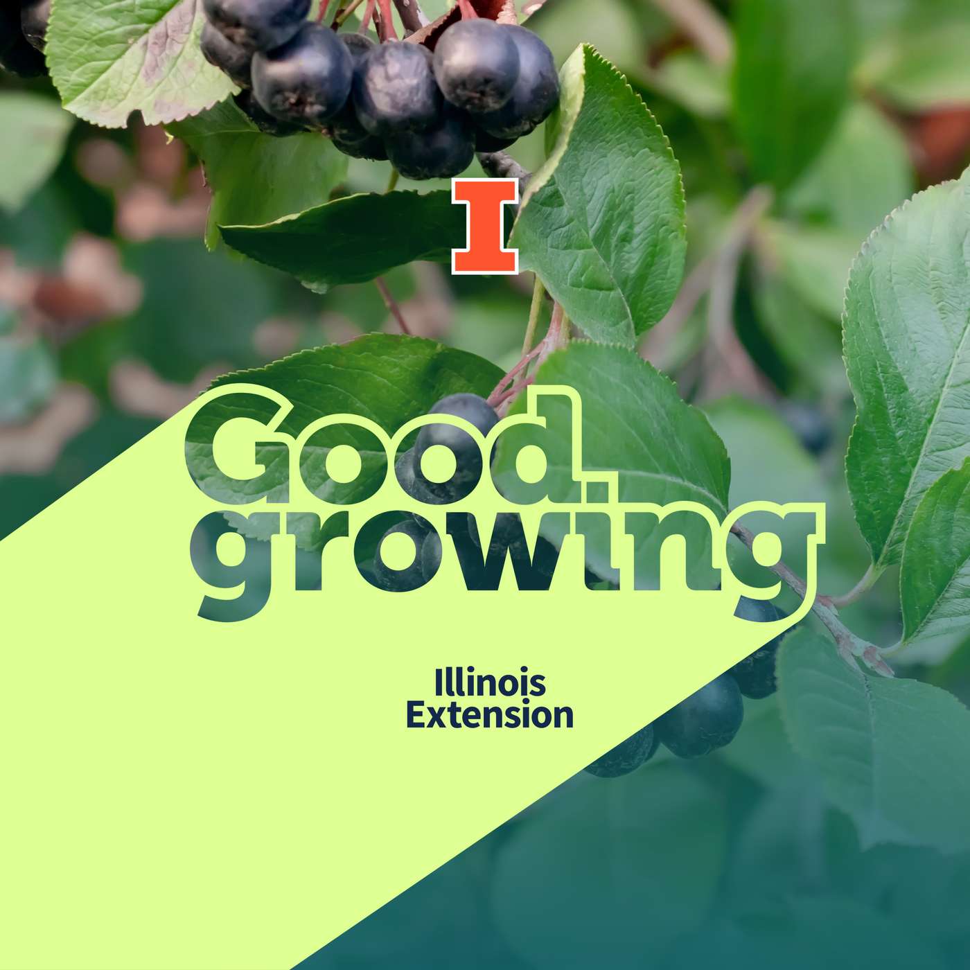 Ep. 257 Design principles and plants for edible landscapes | #GoodGrowing