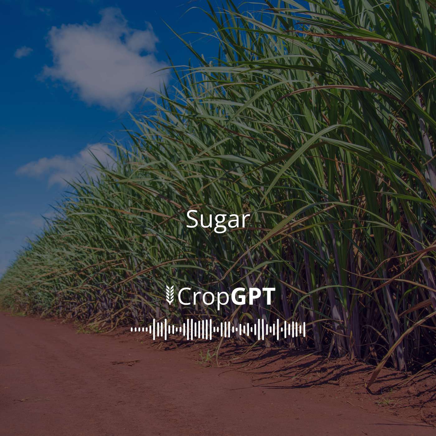 CropGPT - Sugar - Week 29 episode artwork