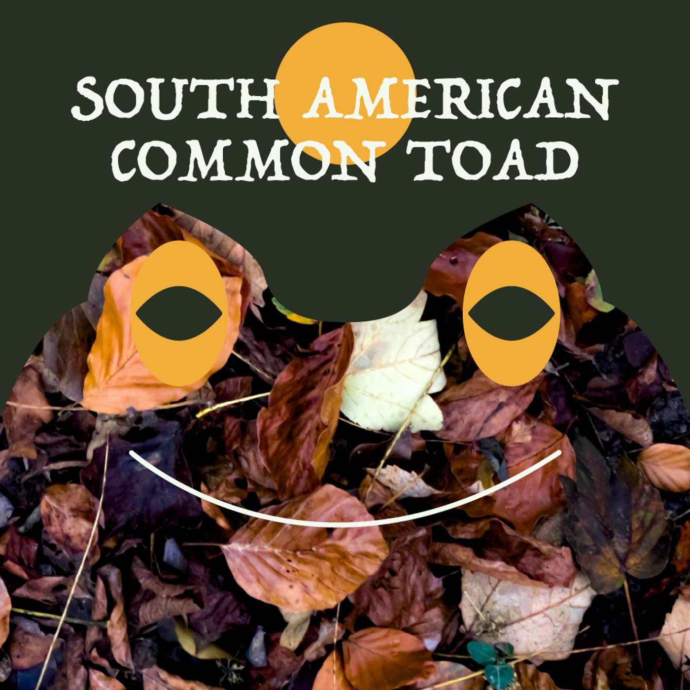 South American Common Toad | Week of OcTOADber 20th South American Common Toad | Week of OcTOADber 20th