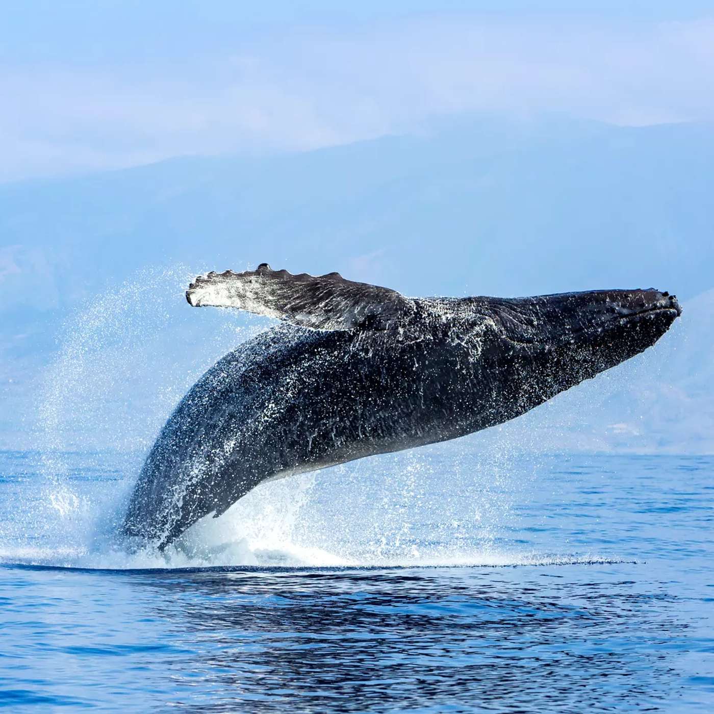 Humpback Calves Spotted Far South, Quantum Transistor Sets Speed Record, Canrenone Improves Heart Transplants, HPV-DeepSeek Achieves 99% Accuracy, and more...