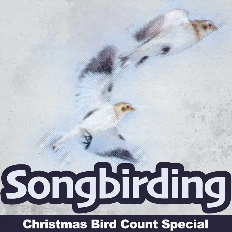 Christmas Bird Count Special, Part 1