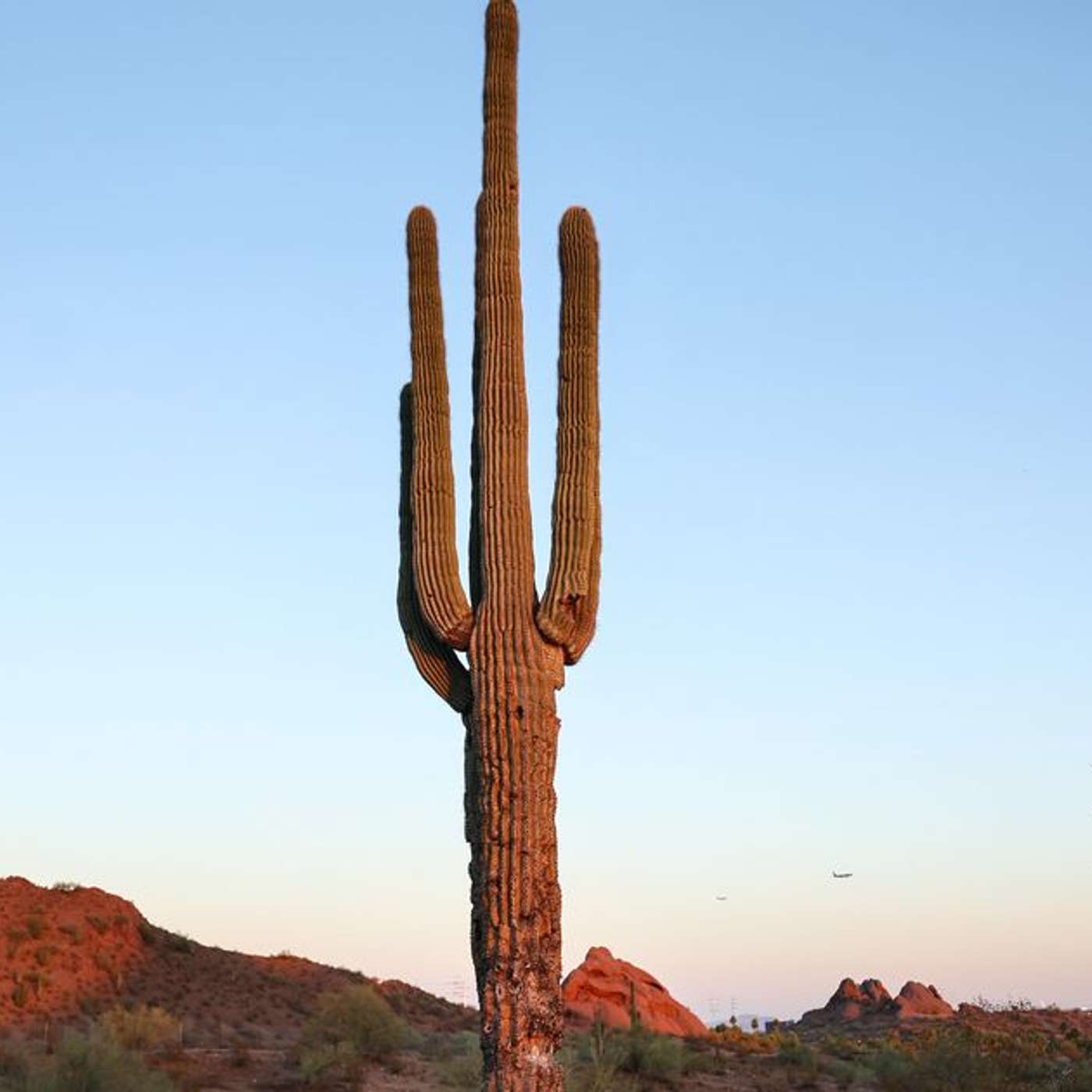 Hottest Summer in 2023, Solar Flare Peaks, Cotton Candy Planet Discovery, Baobab Trees' 41-Million-Year Journey, and more...