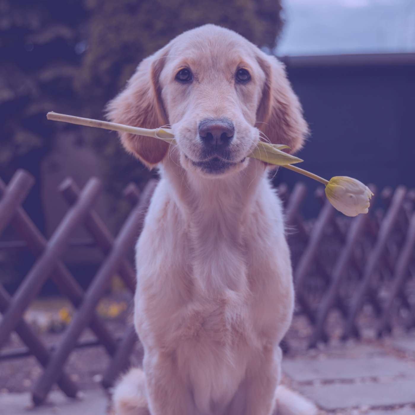 #599 | Man's Best Friend: The Remarkable History of Dogs #599 | Man's Best Friend: The Remarkable History of Dogs