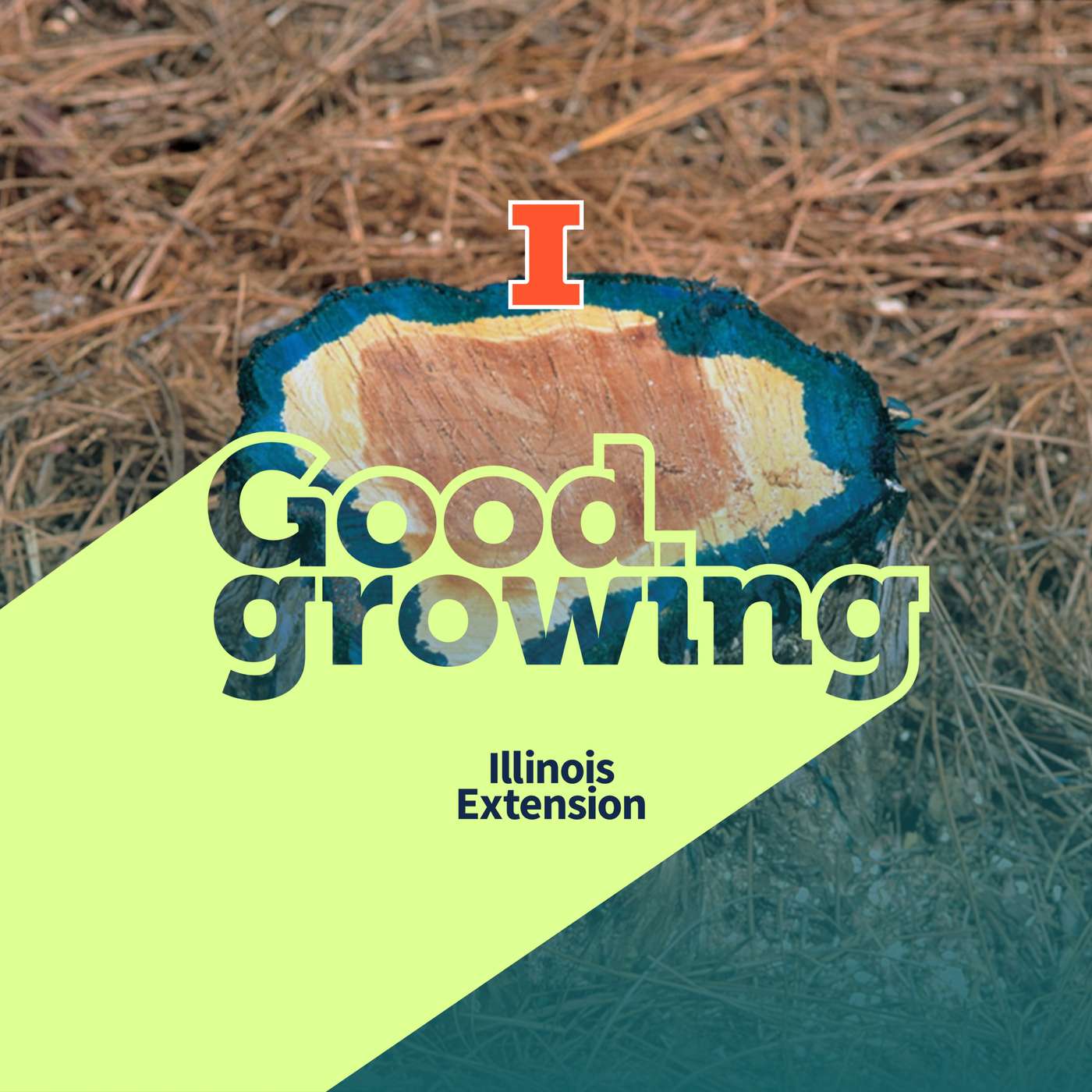 Gardenbite: Cut Stump Herbicide Treatment to Control Bush Honeysuckle | #GoodGrowing Gardenbite: Cut Stump Herbicide Treatment to Control Bush Honeysuckle | #GoodGrowing