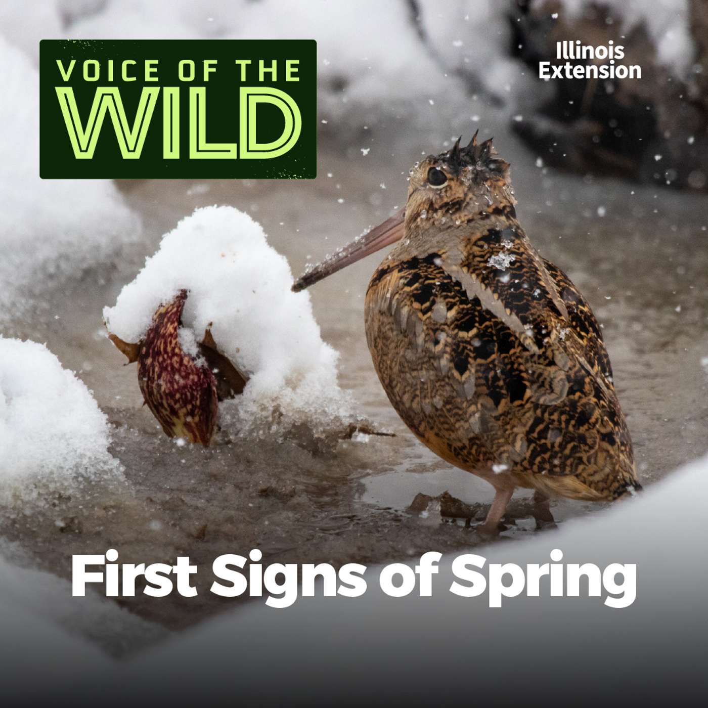 Bonus: First Signs of Spring – Voice of the Wild episode artwork