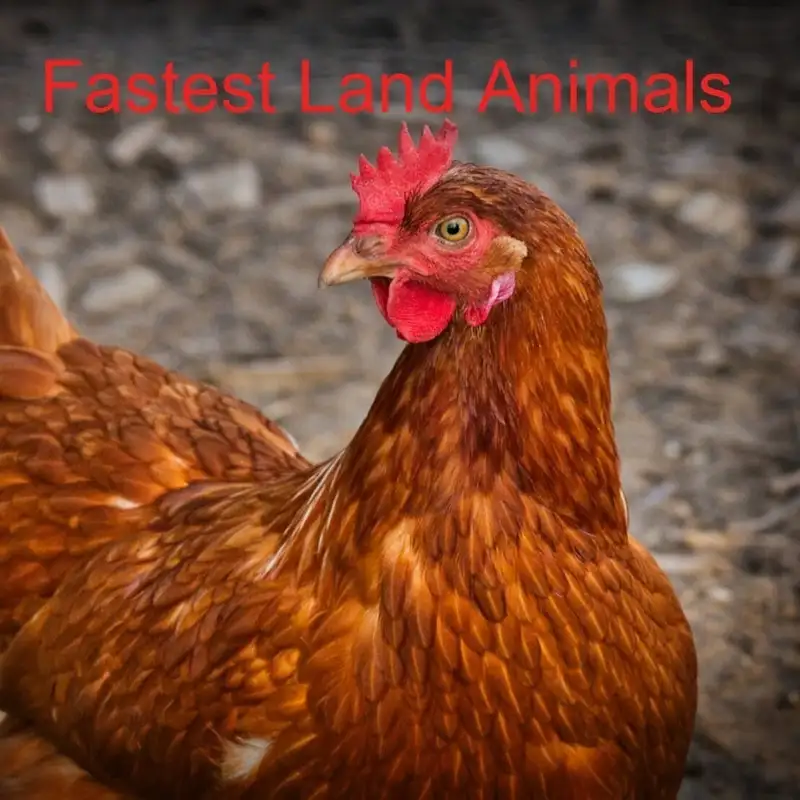 Fastest Land Animals