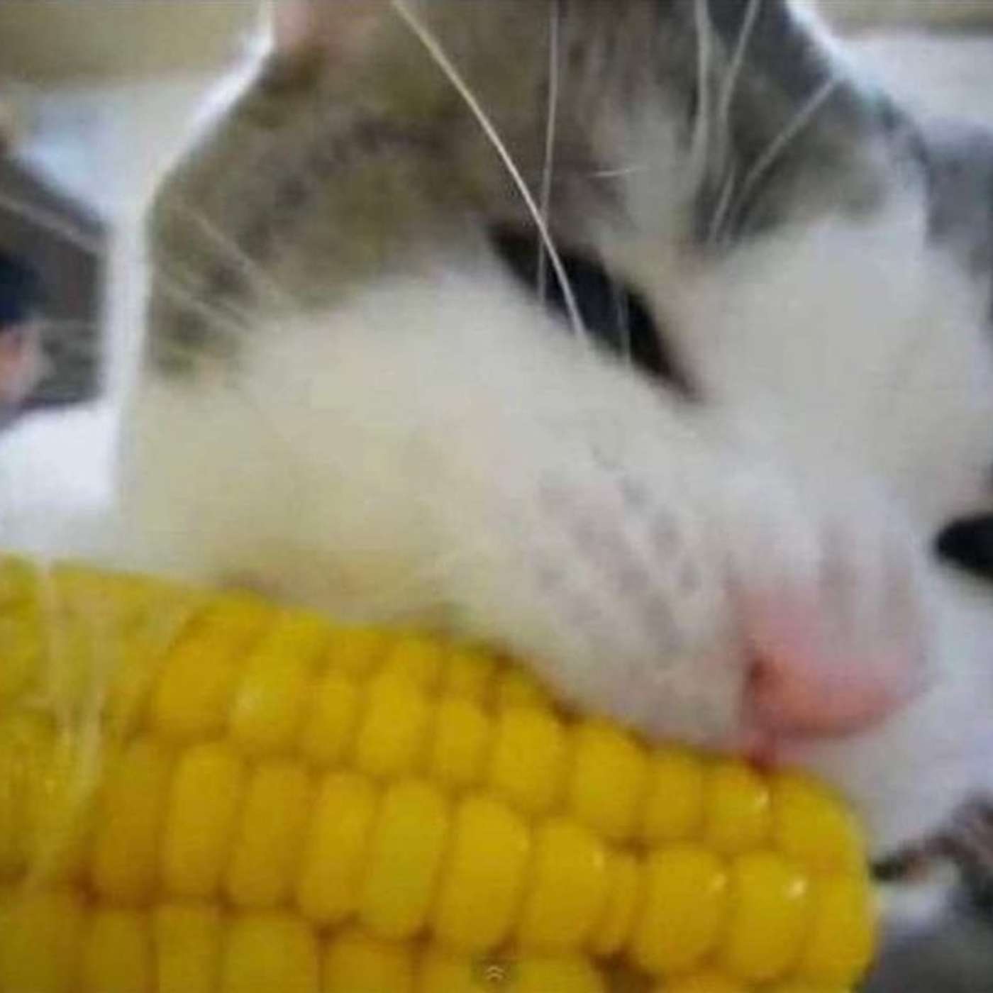 The Scheming Vegetables of Mid-Summer The Scheming Vegetables of Mid-Summer