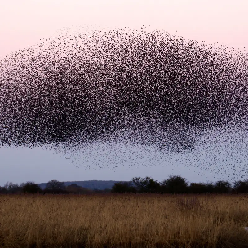 Frances_Hawkes - Eco Systems, Wetlands and Mosquitoes Facts