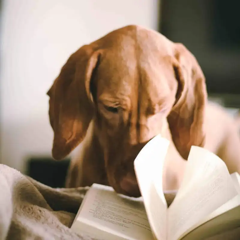 E mais uma vez, Alexia está lendo em inglês... Na frente de vocês! 🙆‍♀️