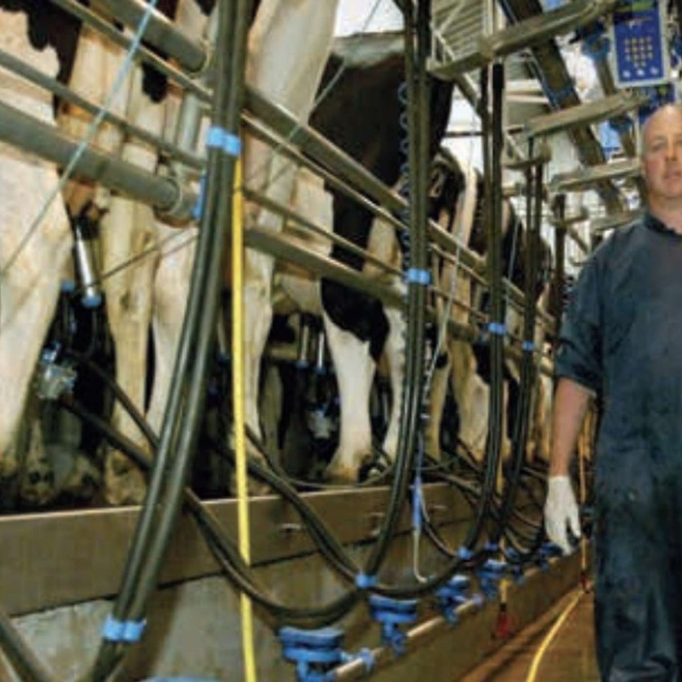 Tips for Improving Milk Quality