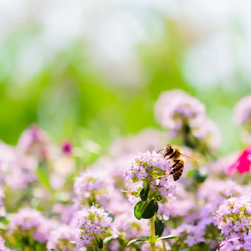 Karmels hage | Trosbekjennelsen 27: Til mann og kvinne skapte Han dem
