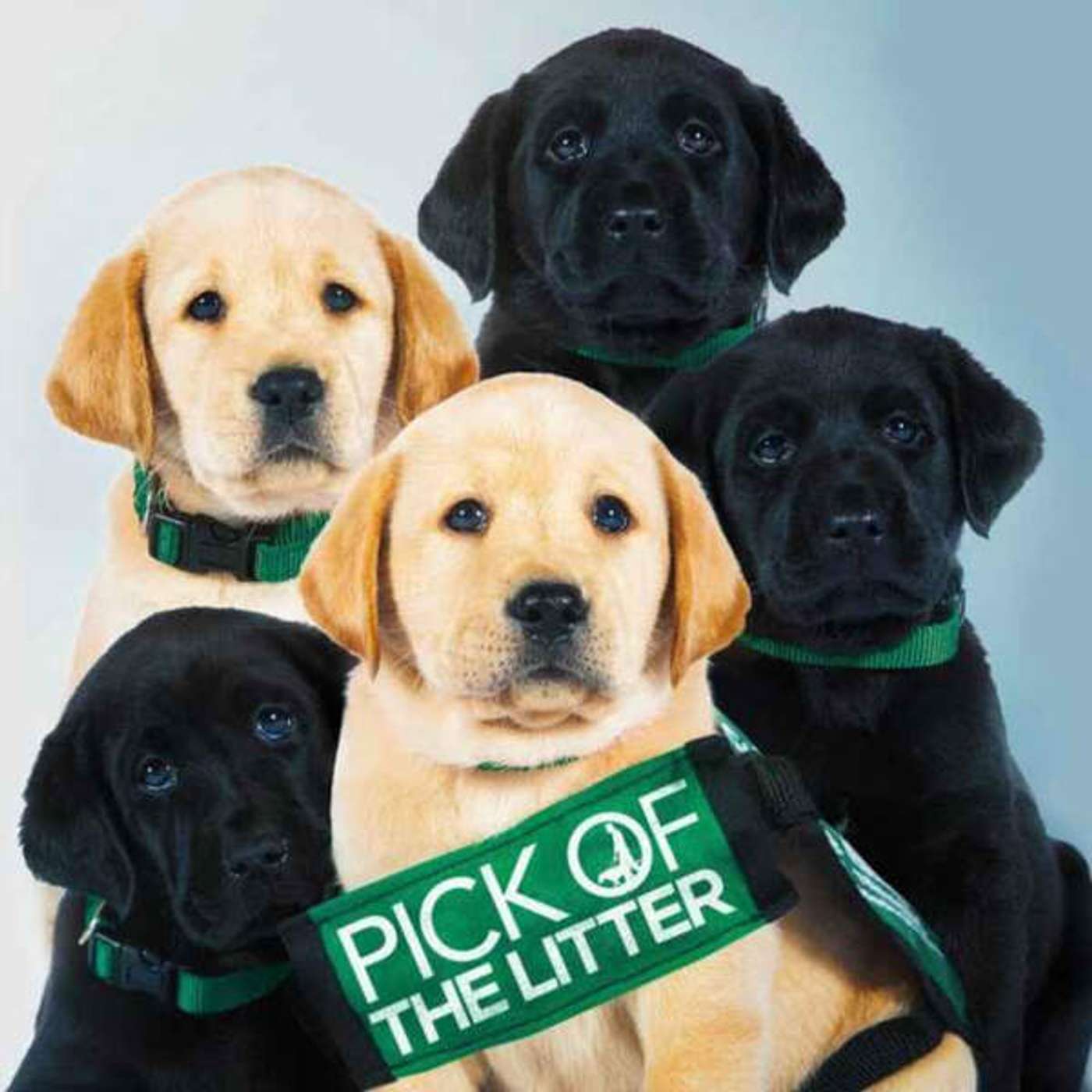 Pick Of The Litter na Disney Plus! episode artwork