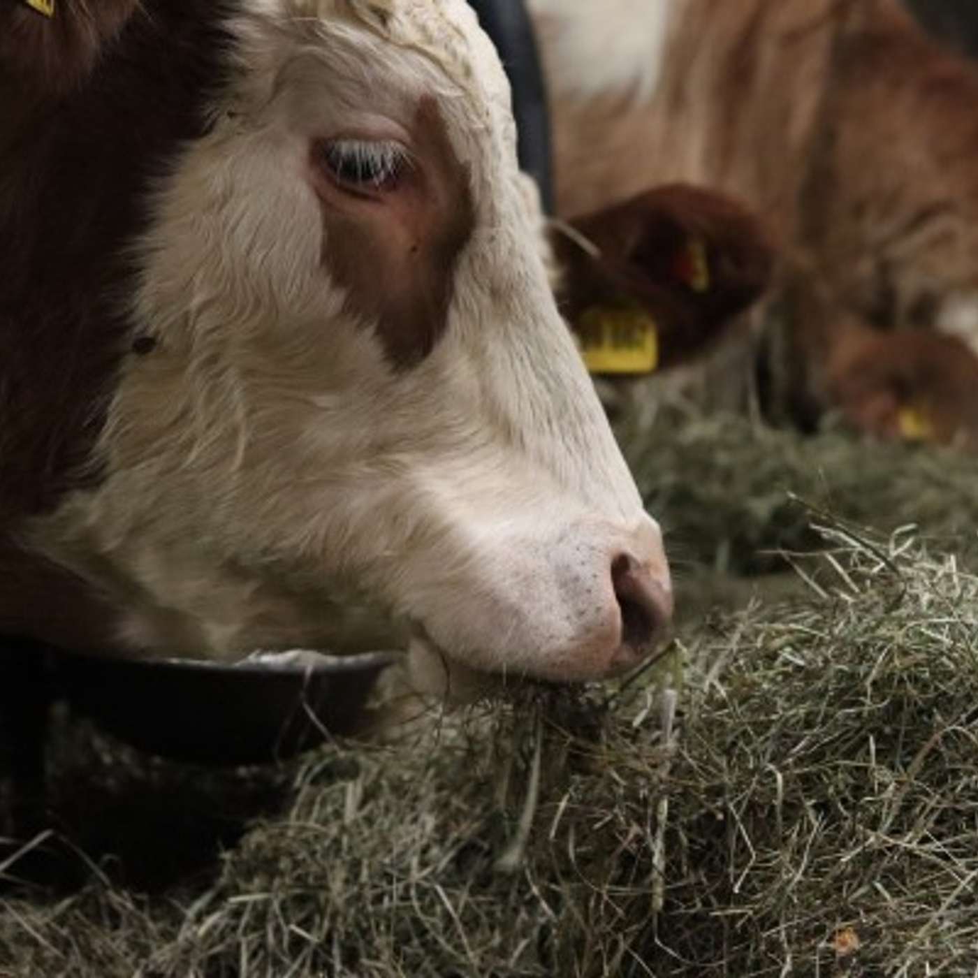 Getting Winter Ready Part 2: Nutrition Getting Winter Ready Part 2: Nutrition