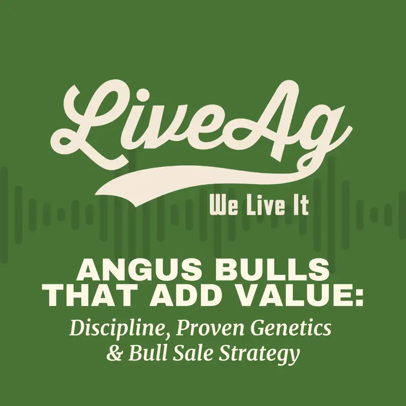 Angus Bulls That Add Value: Discipline, Proven Genetics & Bull Sale Strategy