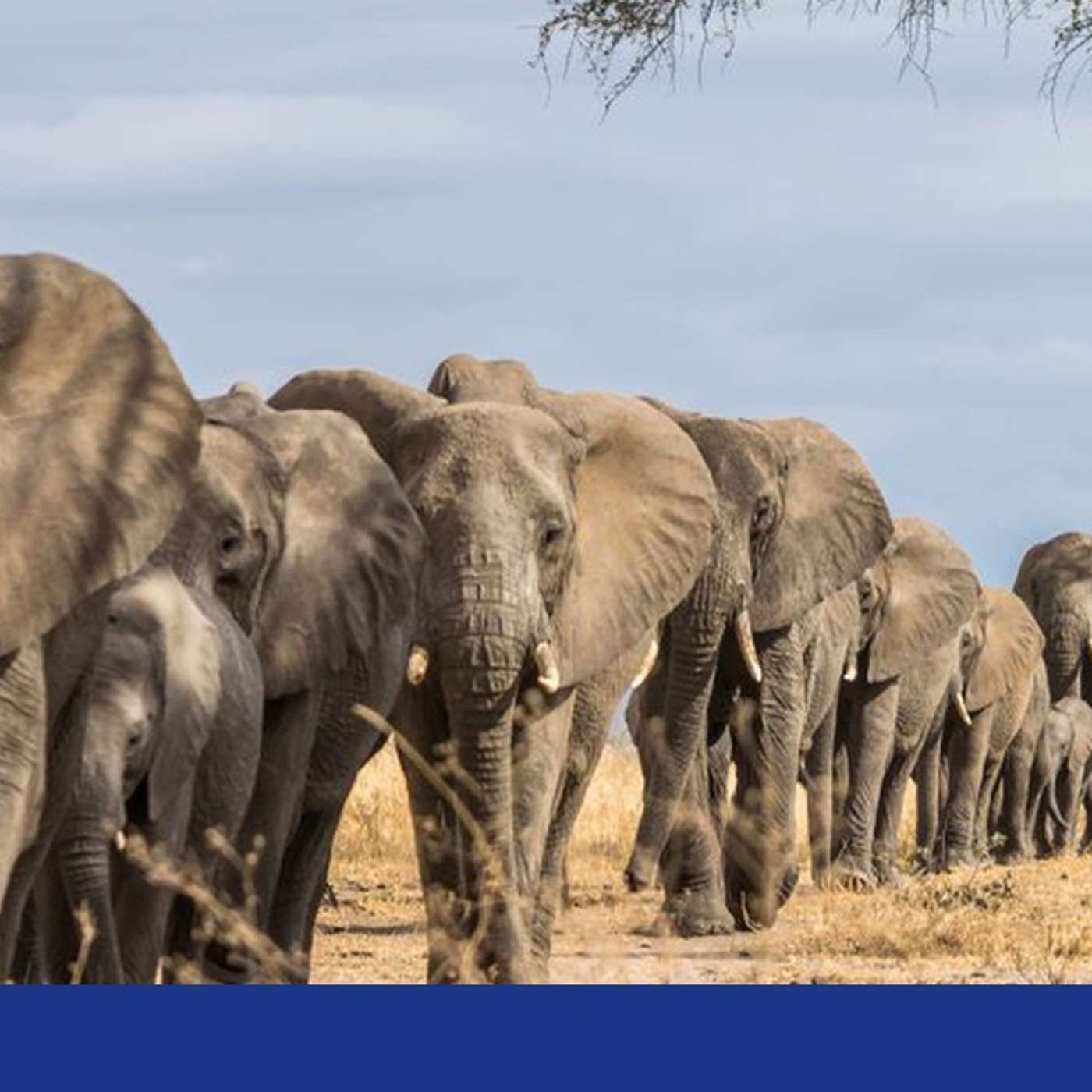 Study Reveals Elephant Movement Secrets, CDC Warns of Drug-Resistant Fungus, Tiny Robot Detects Bowel Cancer, 3D DNA Mapping Revolutionizes Research, and more...