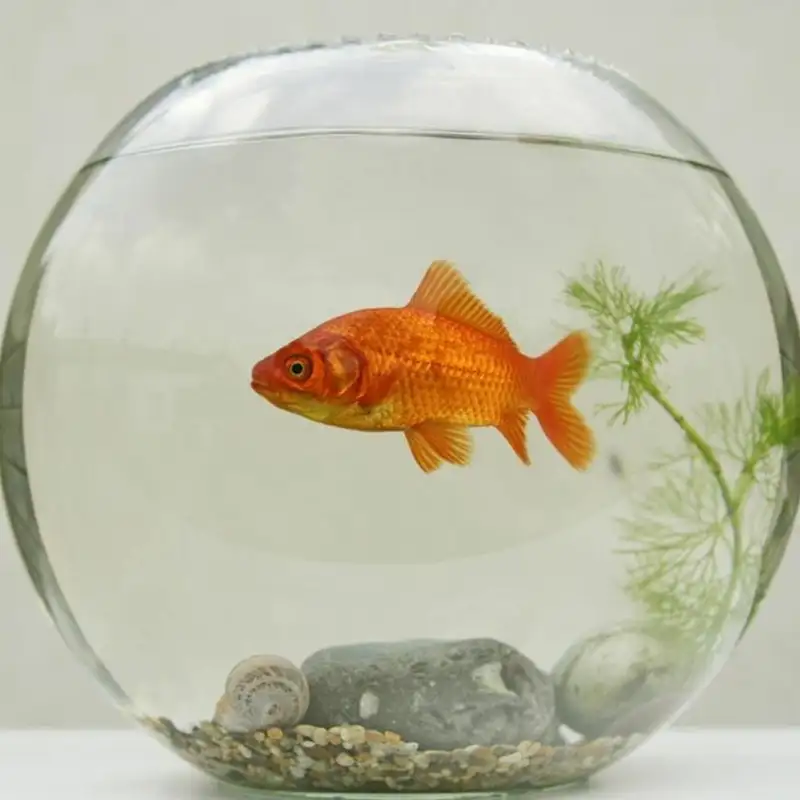 Illogical Obsession with Logic - Episode 13