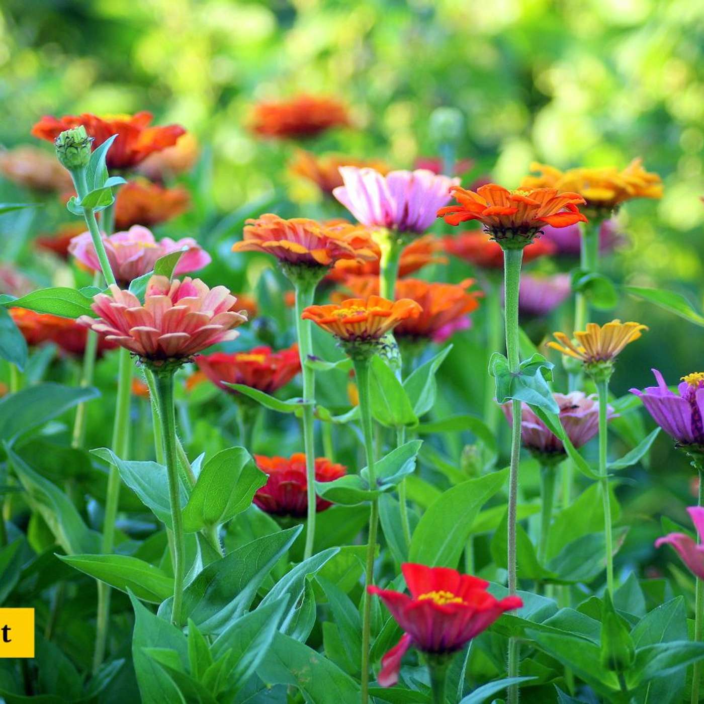 Karmels hage på St Rita Radio