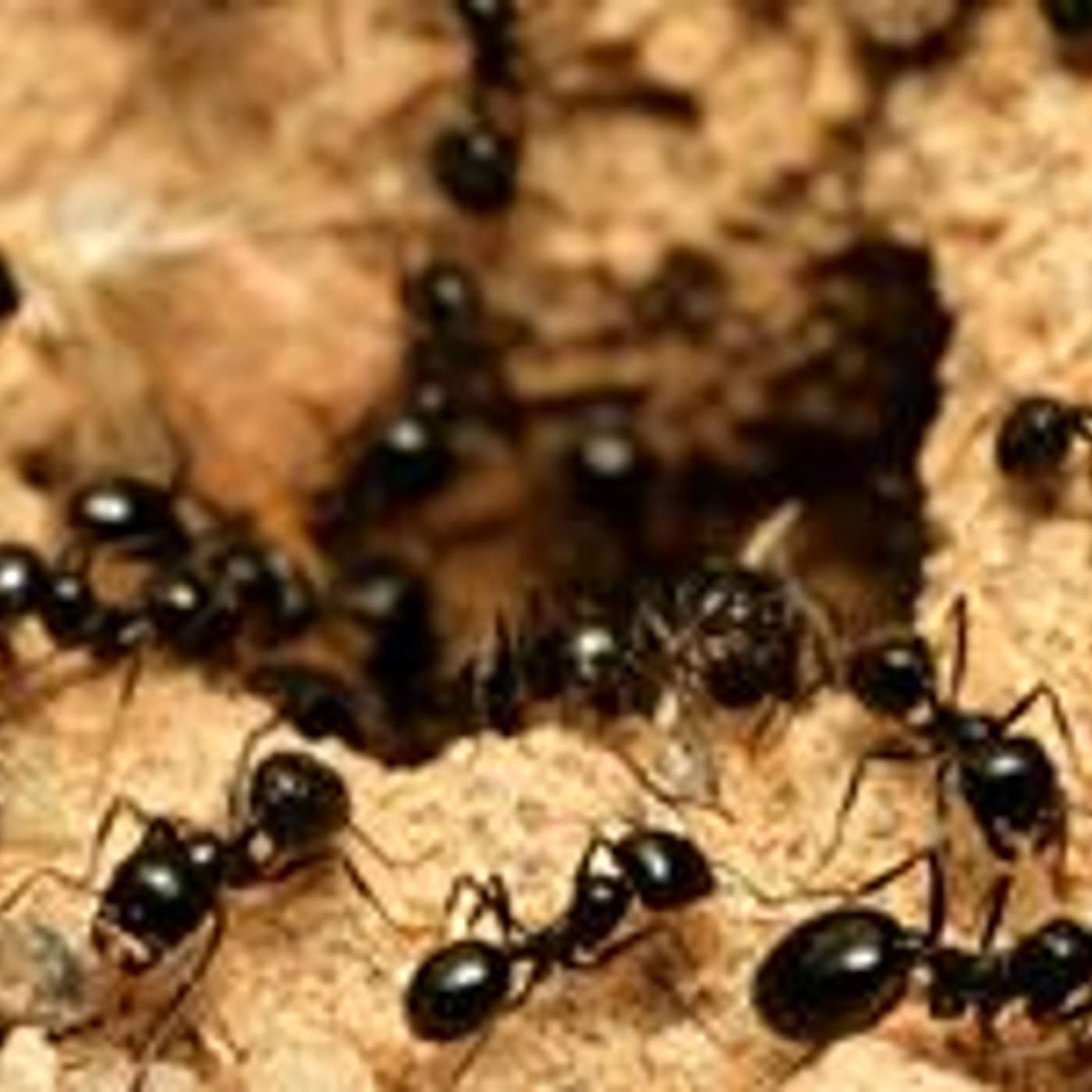 Stephen Battles an Ant Infestation episode artwork