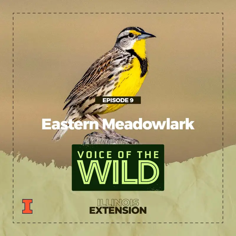 Episode 9: Eastern Meadowlark – Voice of the Wild