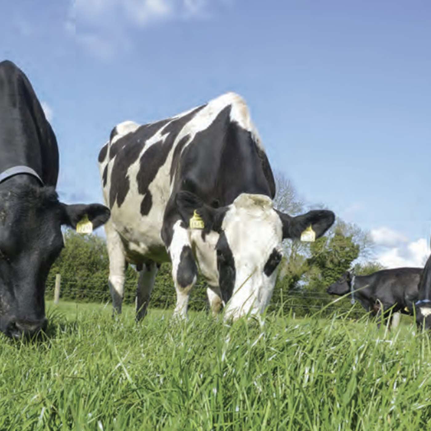 Autumn Closing Strategy