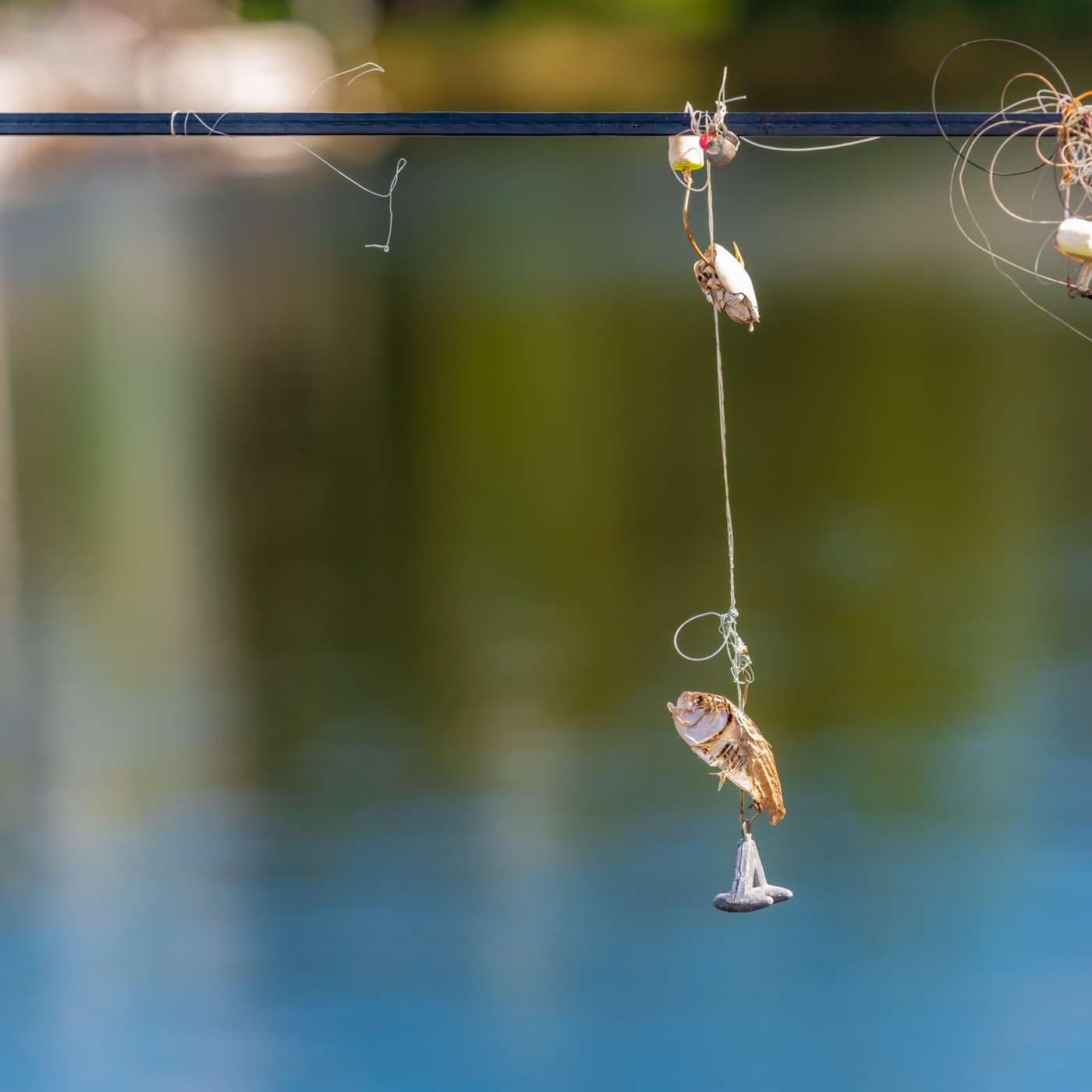 Officials Warn About an Invasive Species in Northeastern Waters episode artwork