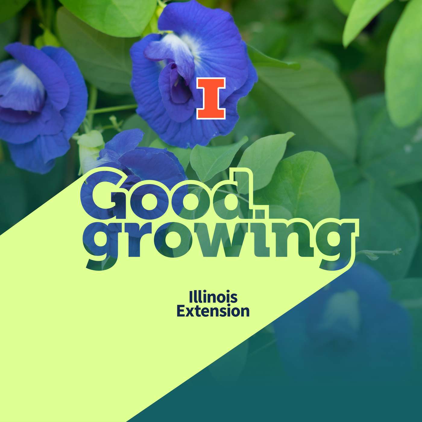 Ep. 245 Growing something new: Plants we’re trying in 2026 | #GoodGrowing