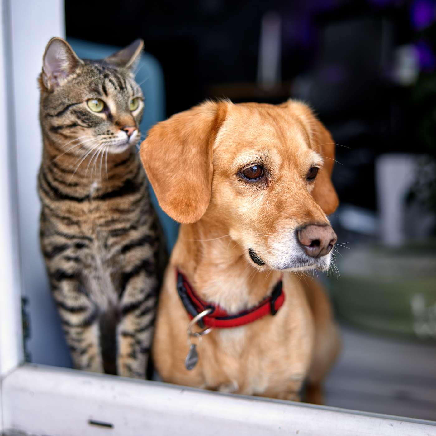 Easing Back-to-Work Anxiety for Dogs and Cats