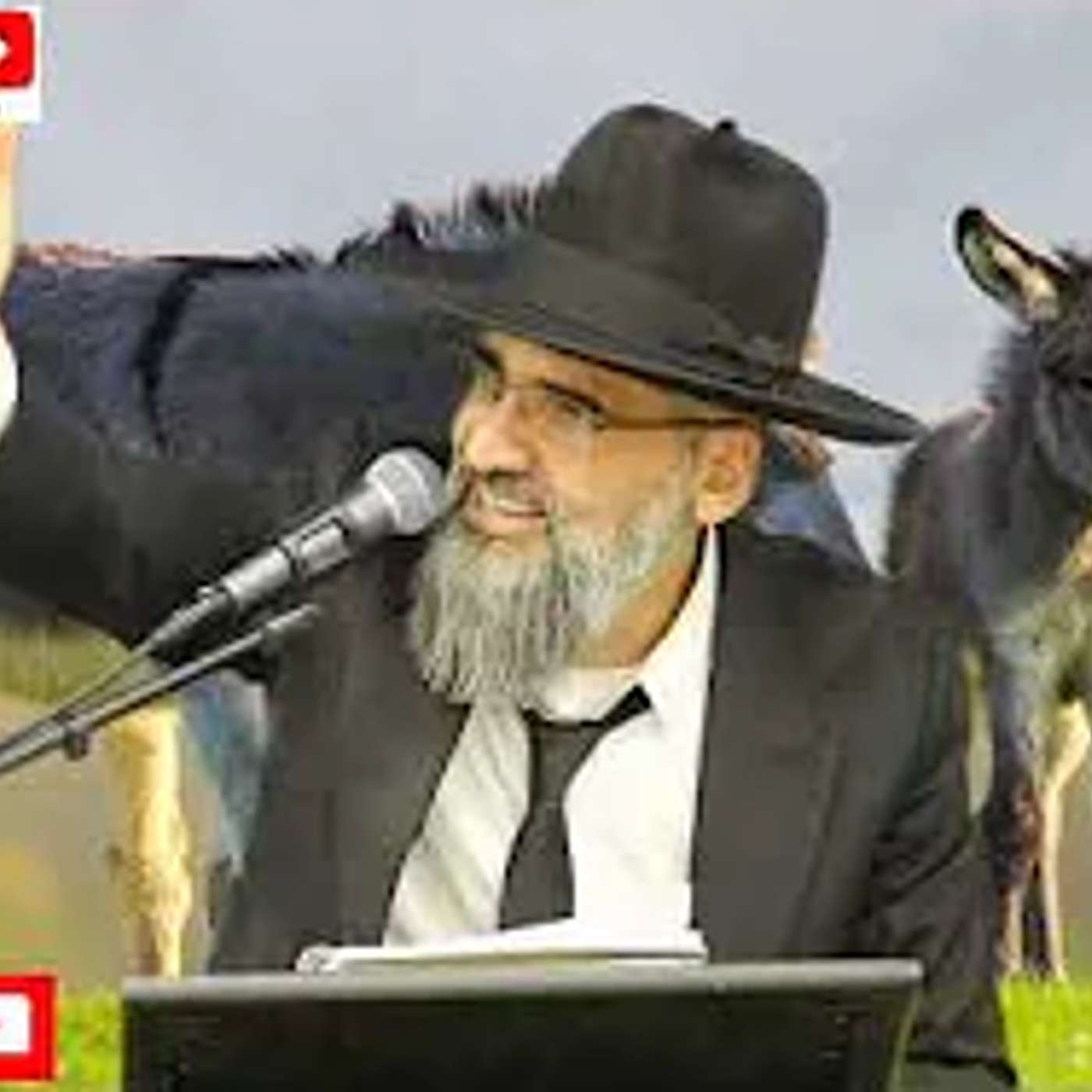 אש !! אתה יותר חמור מחמור !! איך כלב מקבל תשומת לב יותר אמא שלך  ? אתה חמור !! episode artwork