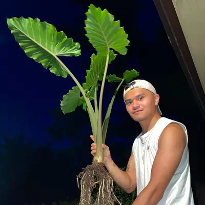 Danvic Celebrado Royer