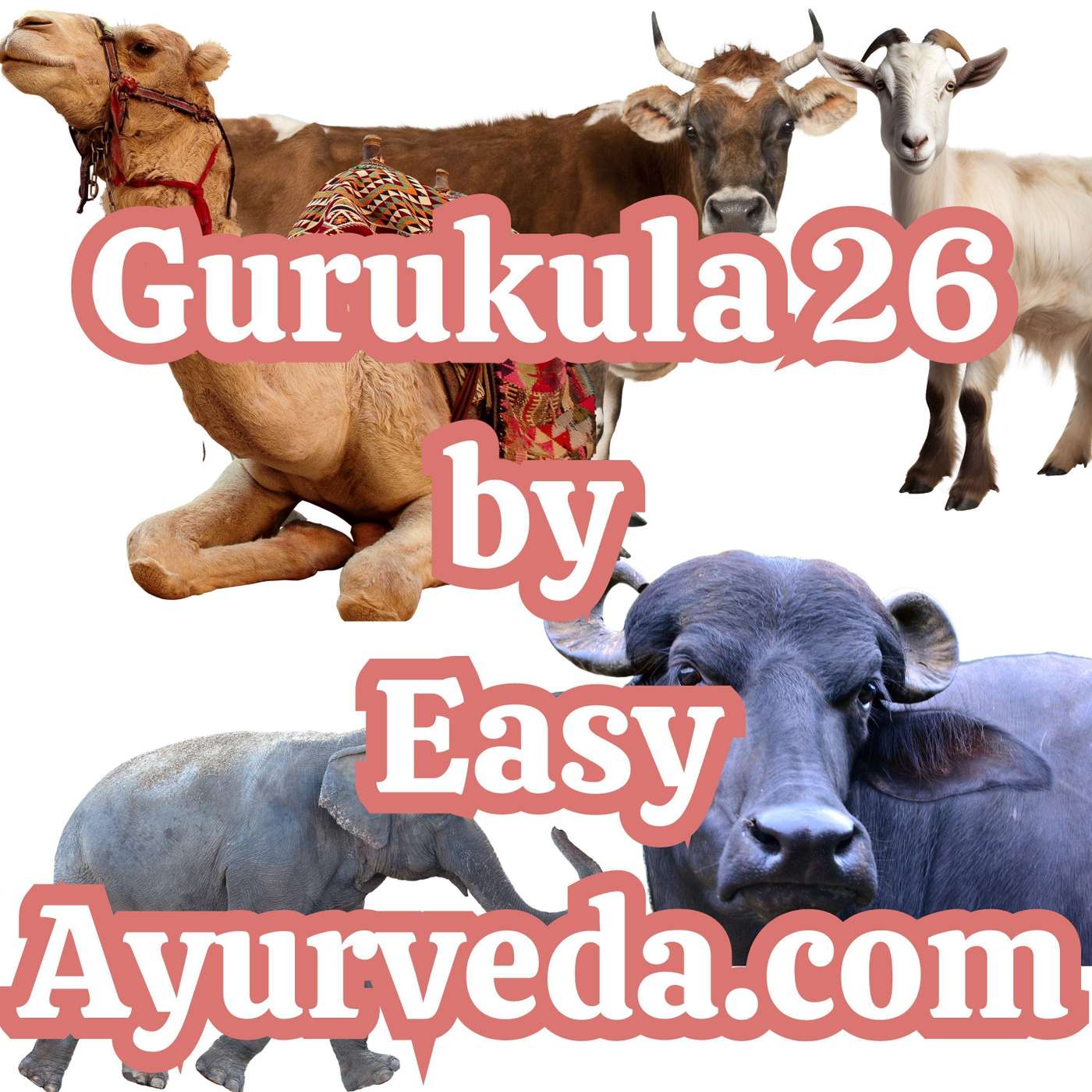 Gurukula 26: Health benefits of different types of milk | Human Milk Health benefits | Elephant milk episode artwork