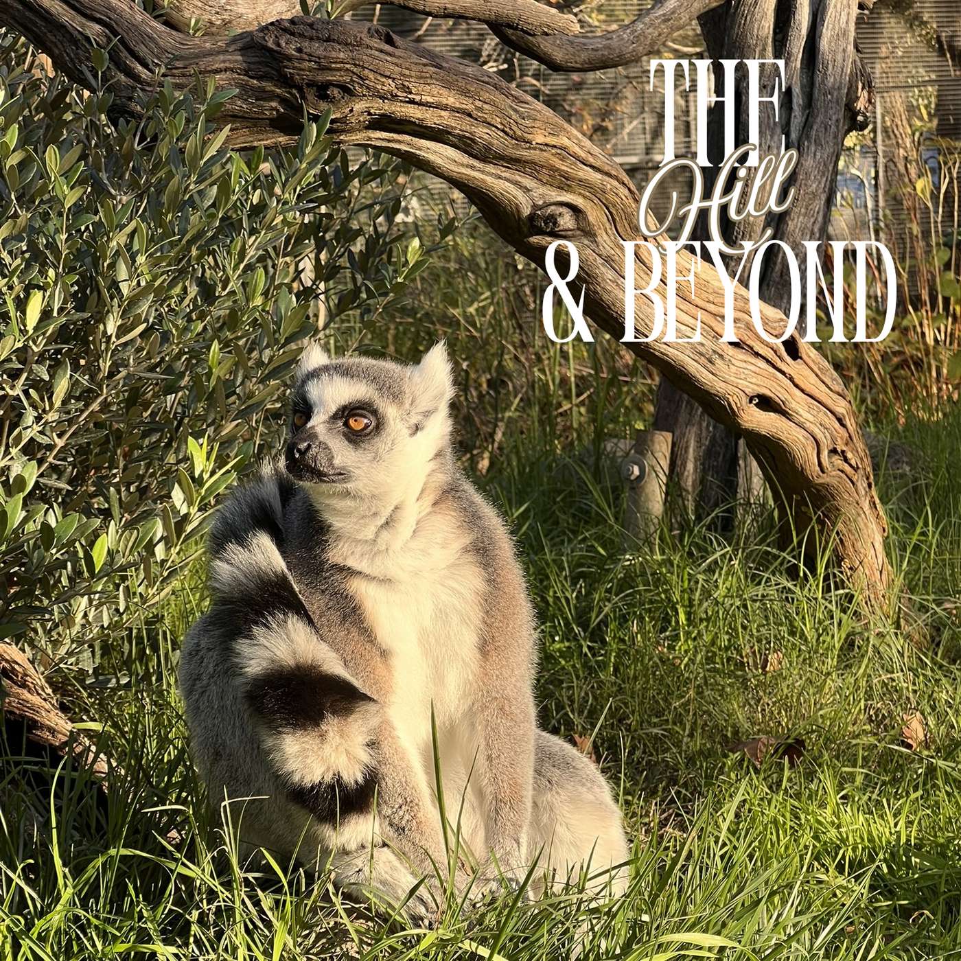 The Hill and Beyond: Safari West Zoological Society