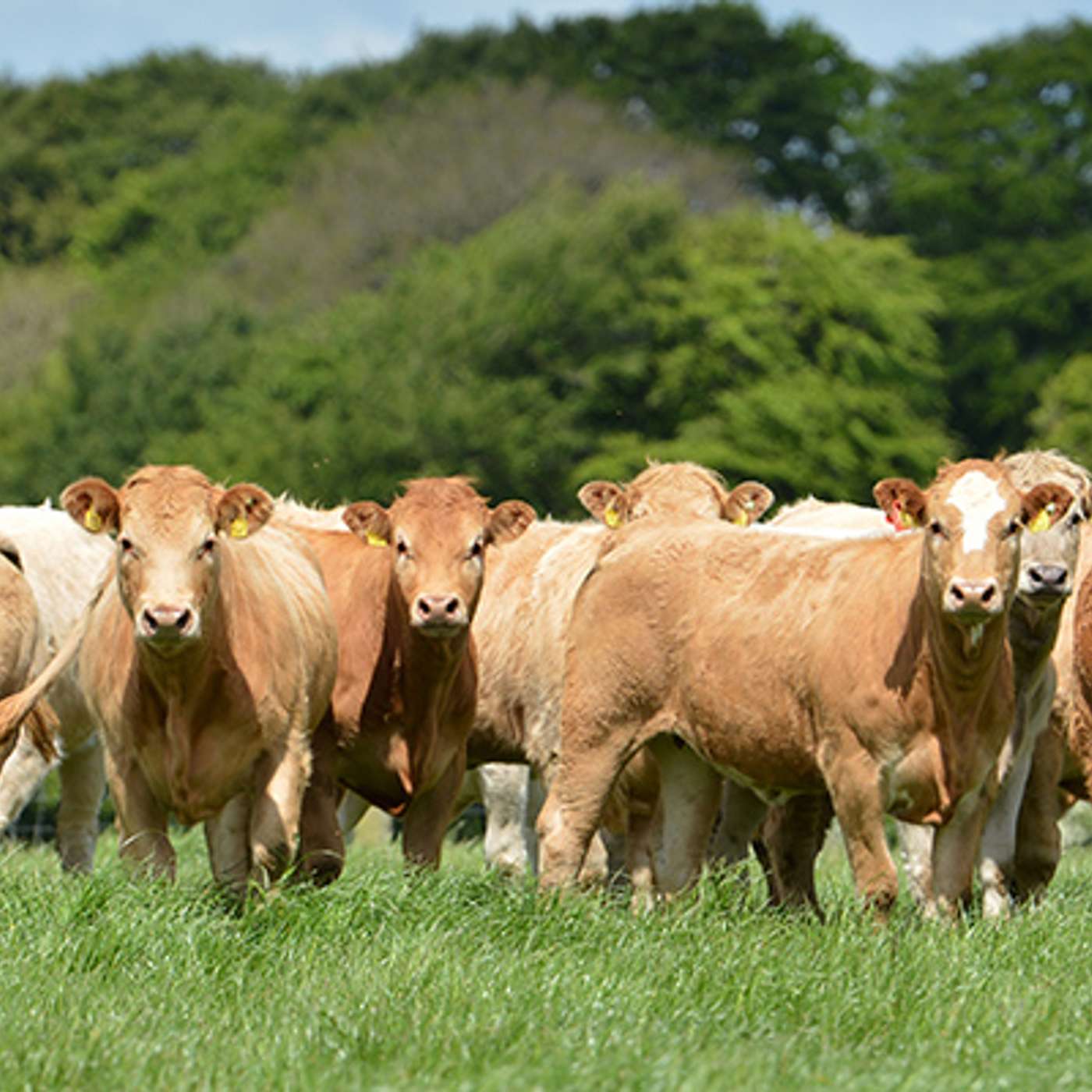 The Challenge of High Beef Prices The Challenge of High Beef Prices