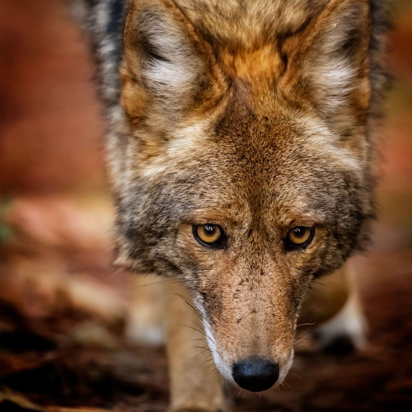 The Nature Photography Podcast