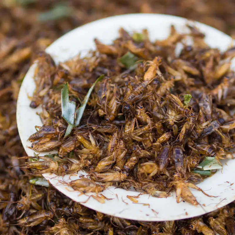 Uber's new fine; appetising insects; interview with Gravity's Panayiotis Philimis; makers movement strikes back; and much more 