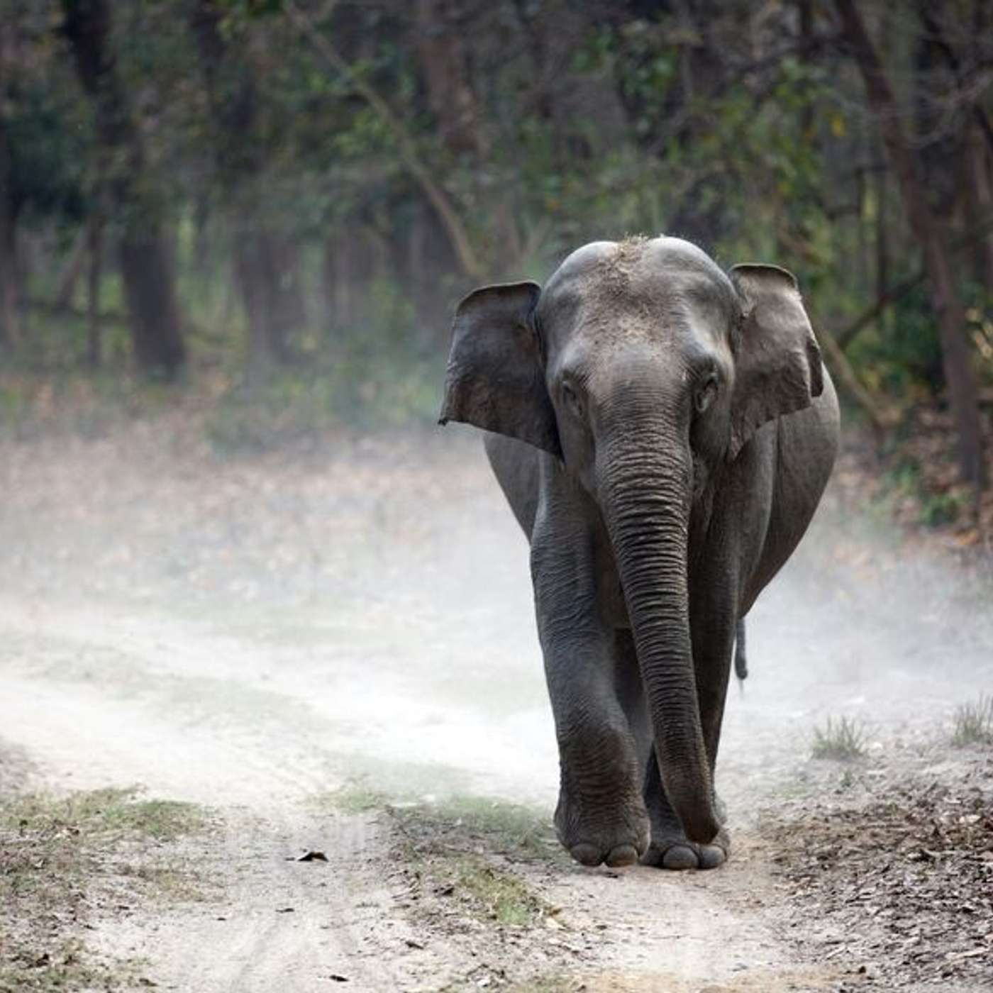 Answer the call of the wild at Jim Corbett National Park! episode artwork