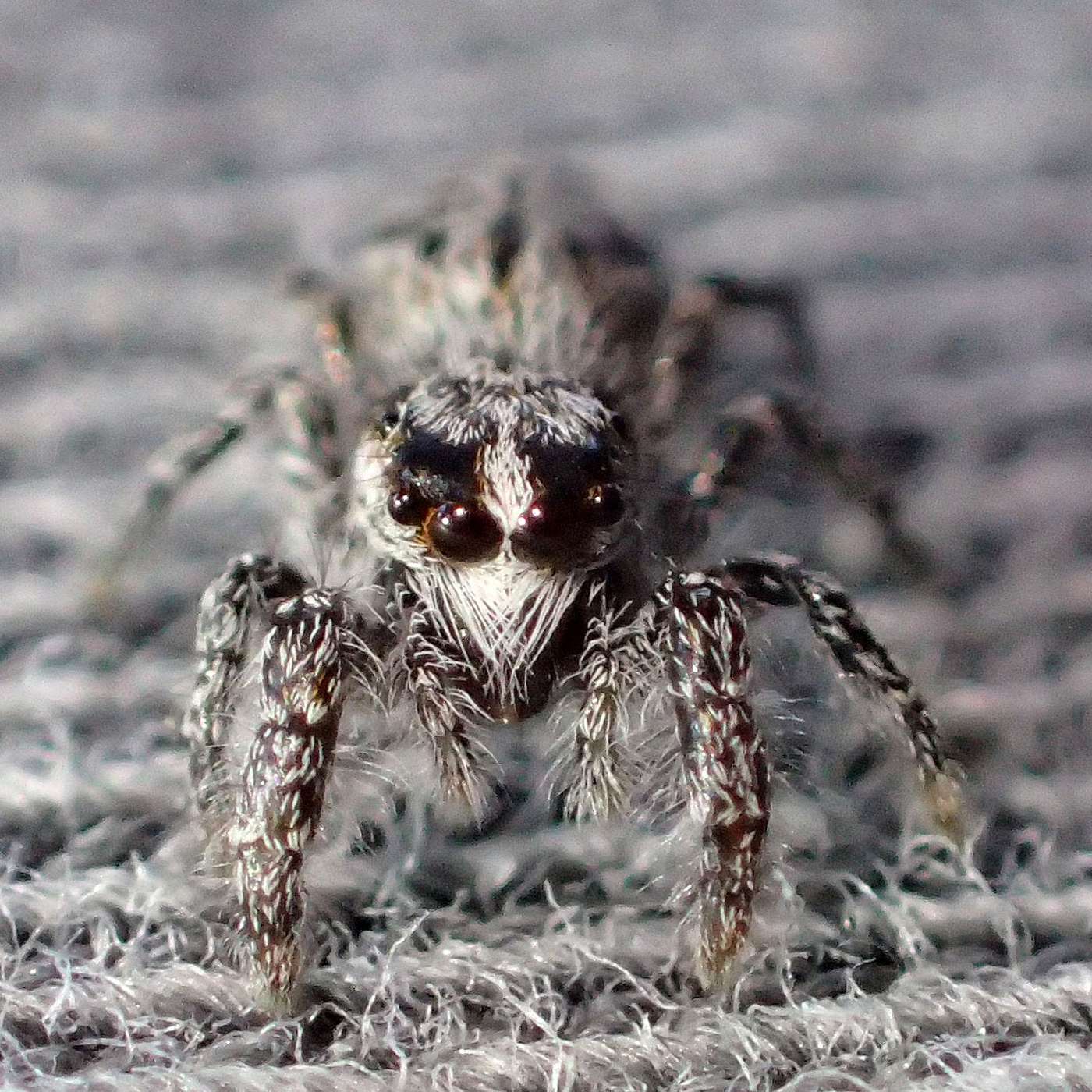 Jump Into Spring With This Spider