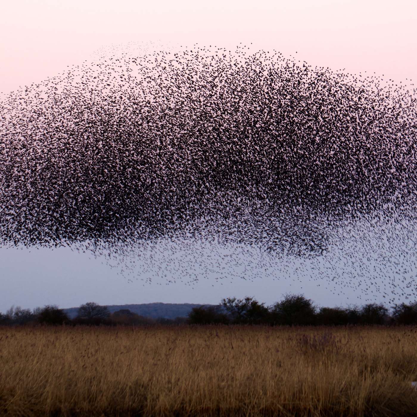 The Locust: Swarm, Destruction, and the Archetype of Catastrophe