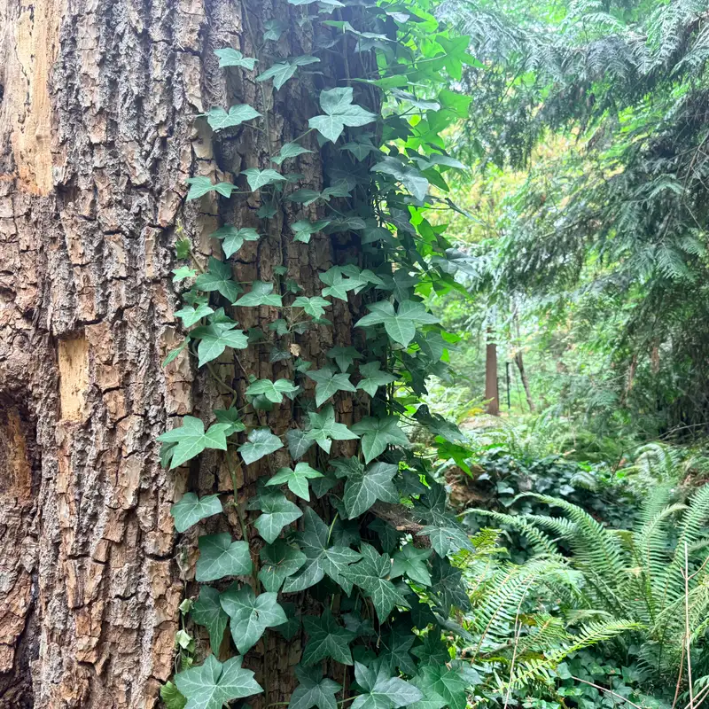 The City of Nanaimo gets to the root of ongoing invasive plants issue with bylaw amendment